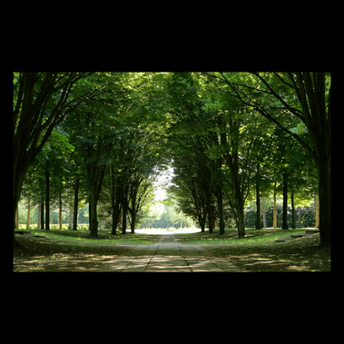 a triptych of images, the central one is of a paved pathway through stately trees with golden daylight, the two mirror image portraits of either side are of a little girl looking intently up as if listening. she is mysteriously enveloped on the greenery of the trees